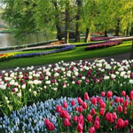 Blomstertur til Holland 24.  27. april